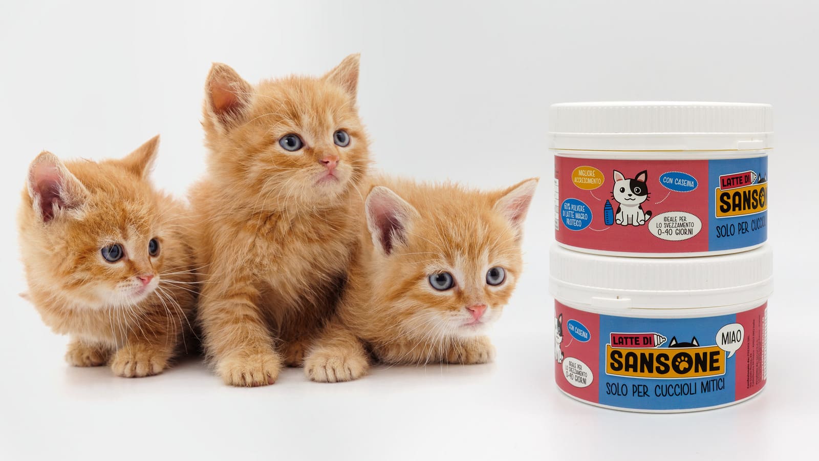latte di sansone per gattini